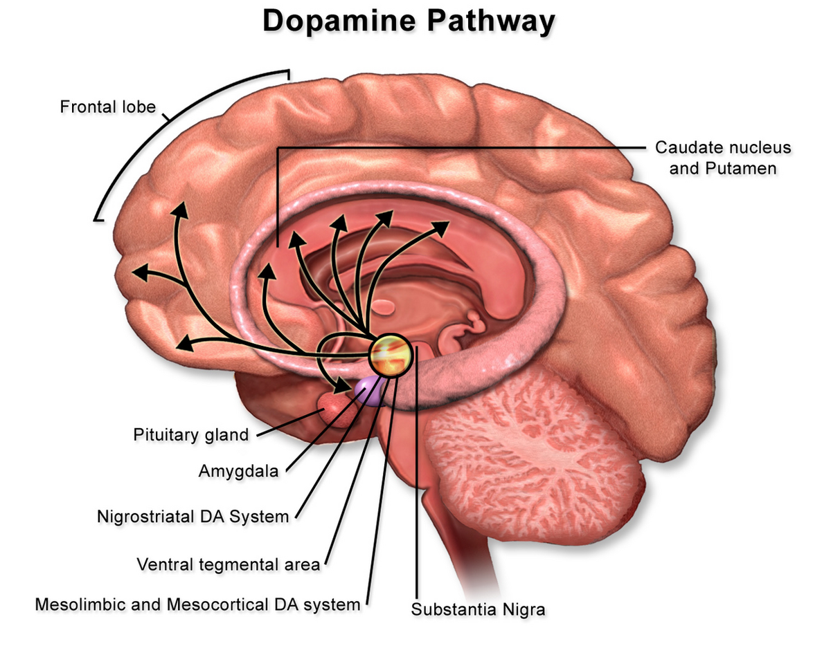 Diagram of the dopamine pathway in the brain with labeled parts.