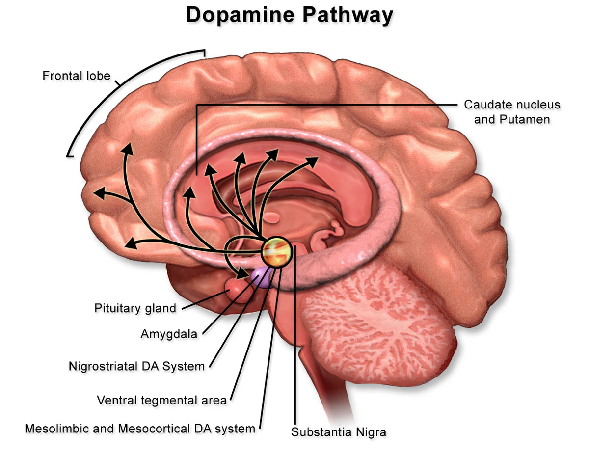 Dopamine pathway diagram in the brain with labeled regions.